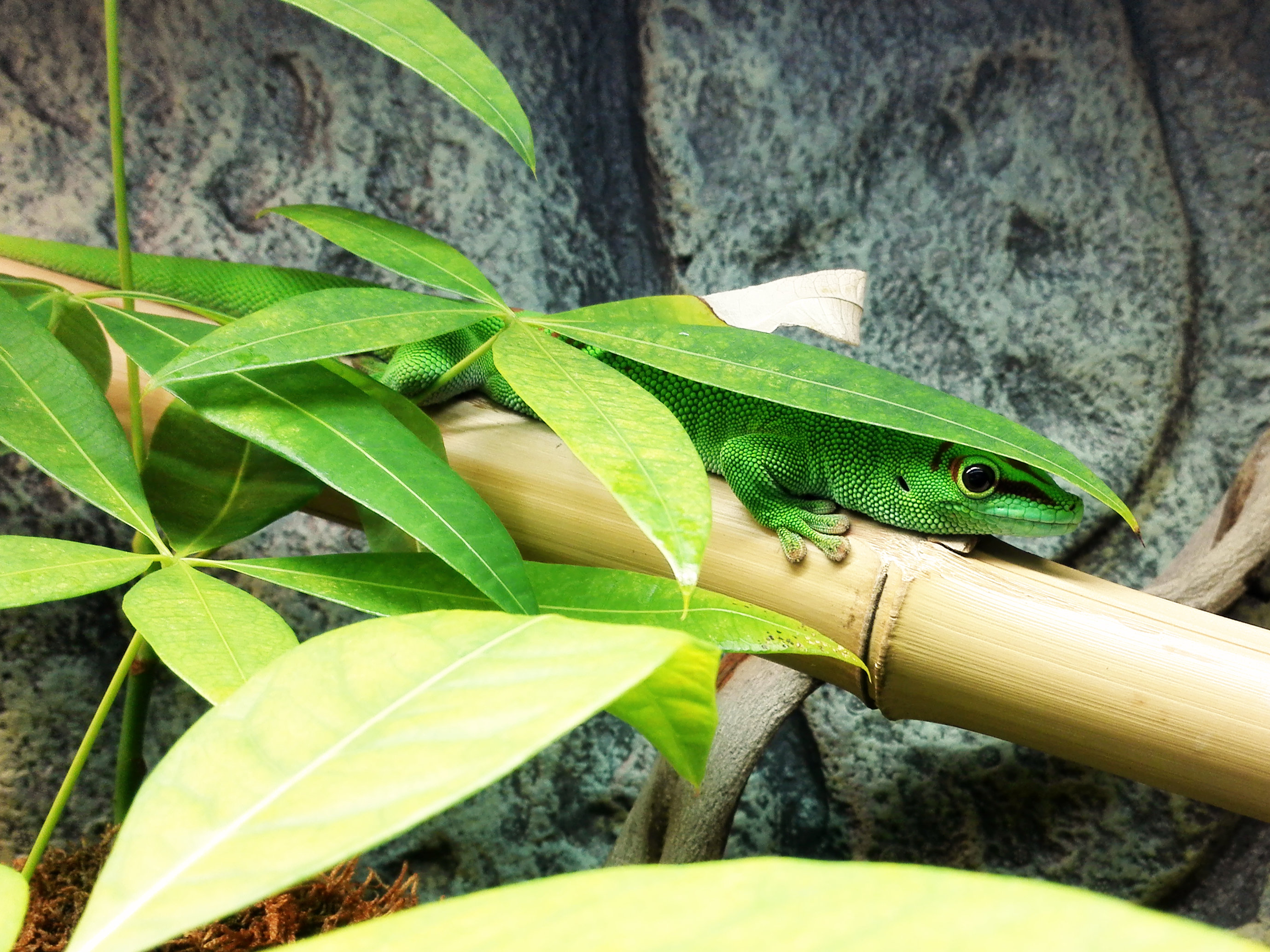 Gecko unter Blatt versteckt auf Bambusrohr